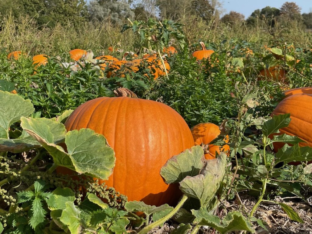 orange pumpkin in the pumpkin patch