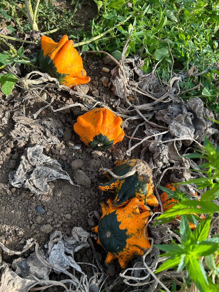 three orange spiky pumpkins in the pumpkin patch